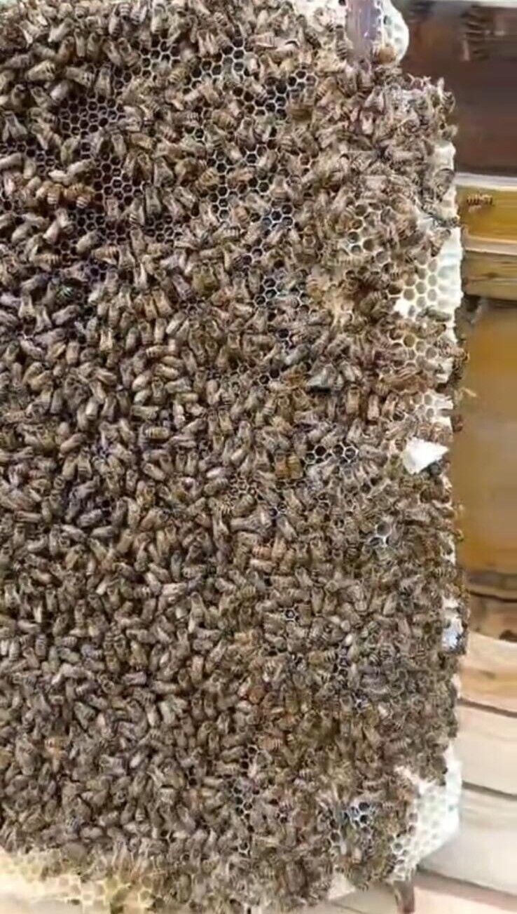 Bee 2