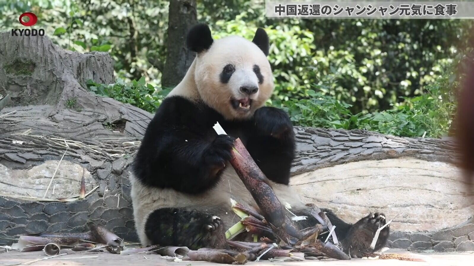 熊貓香香現年9歲(影片截圖)