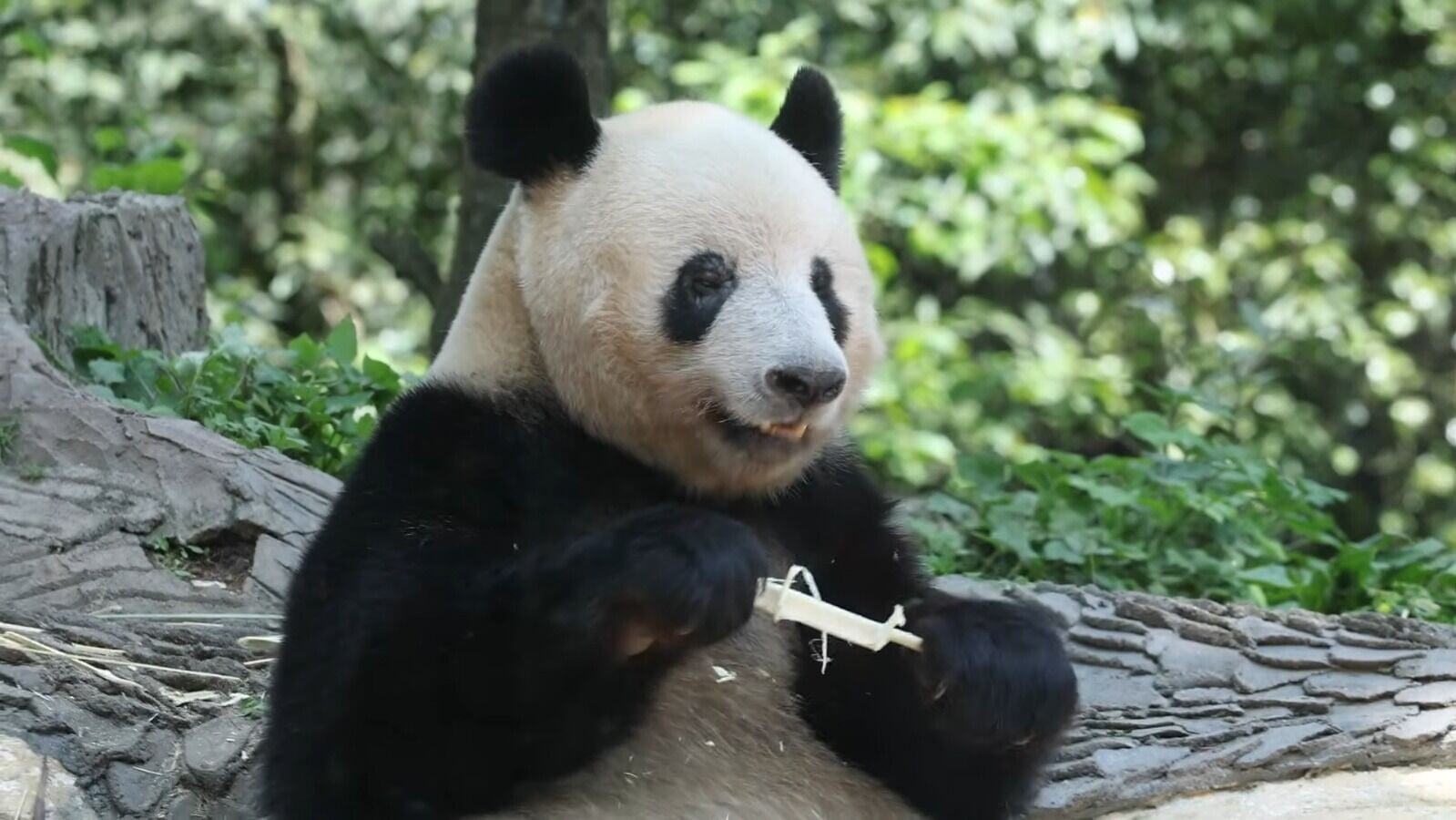 熊貓香香現年9歲(影片截圖)
