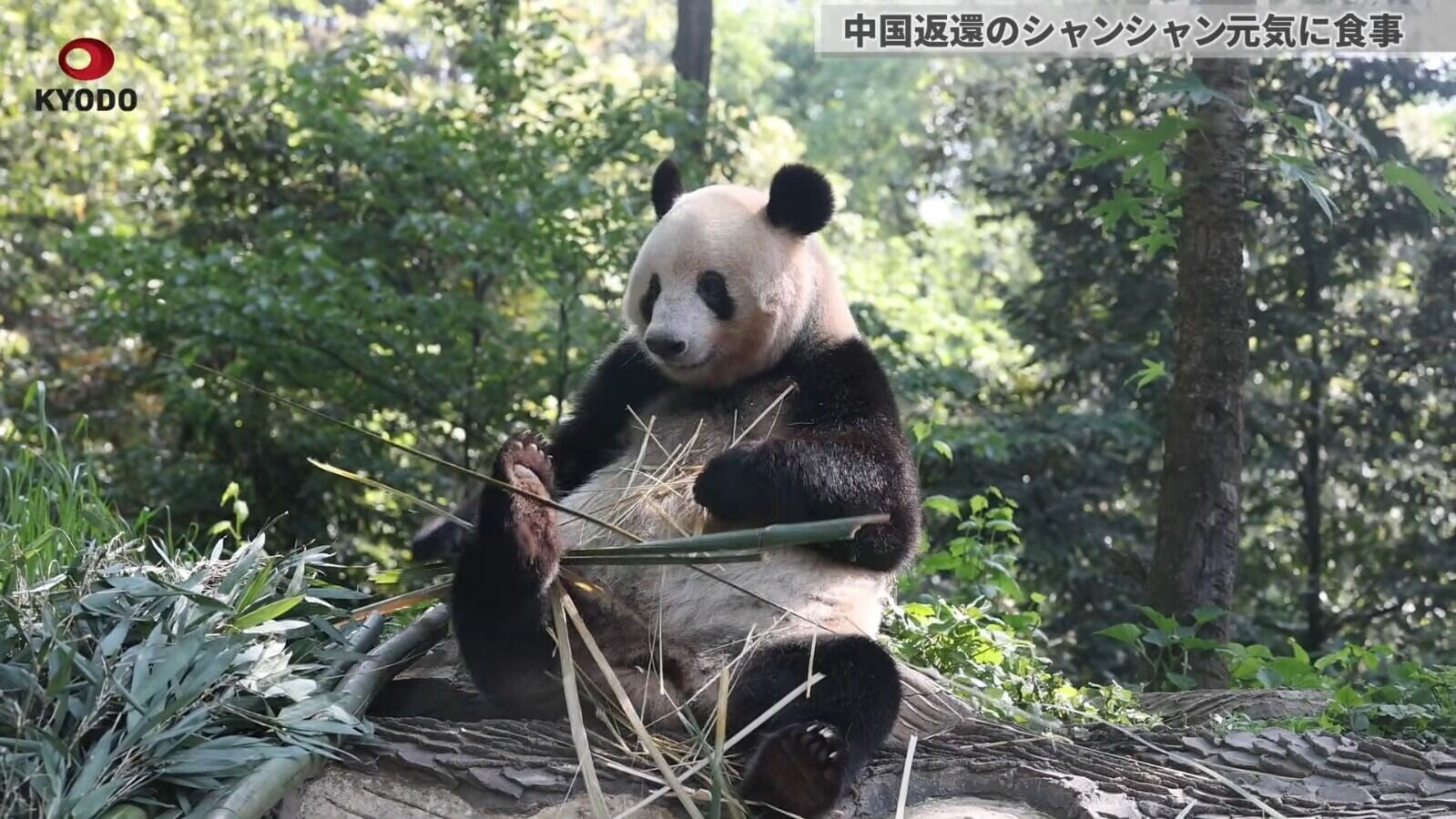 熊貓香香現年9歲(影片截圖)
