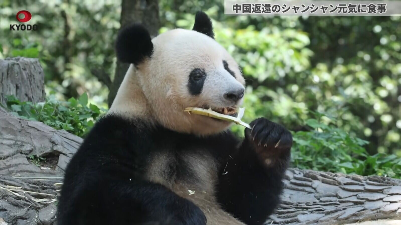 熊貓香香現年9歲(影片截圖)