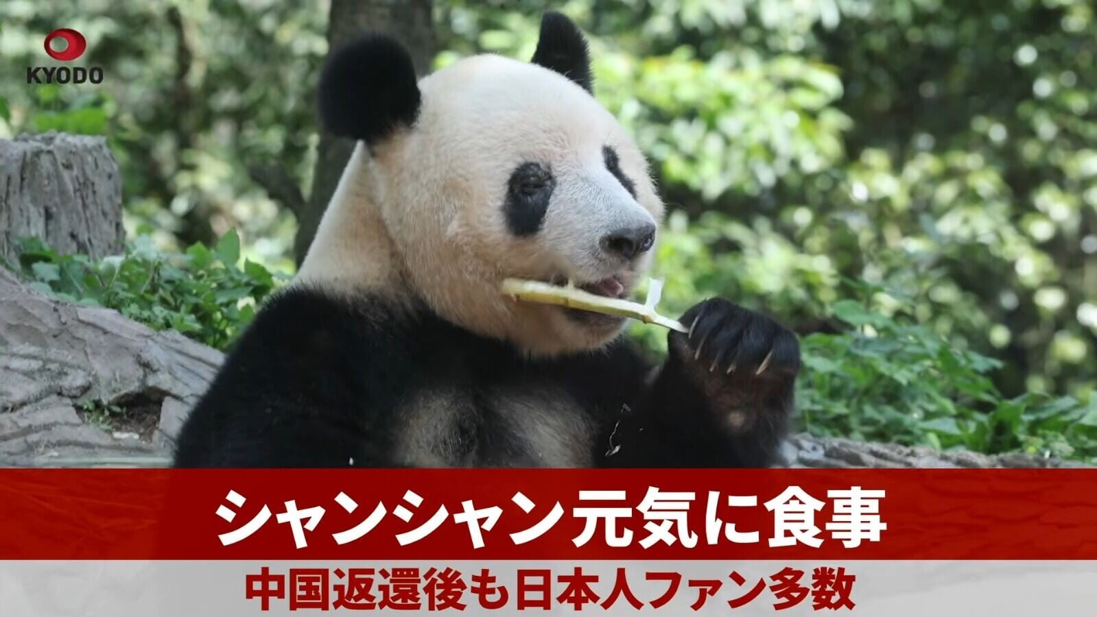 熊貓香香現年9歲(影片截圖)