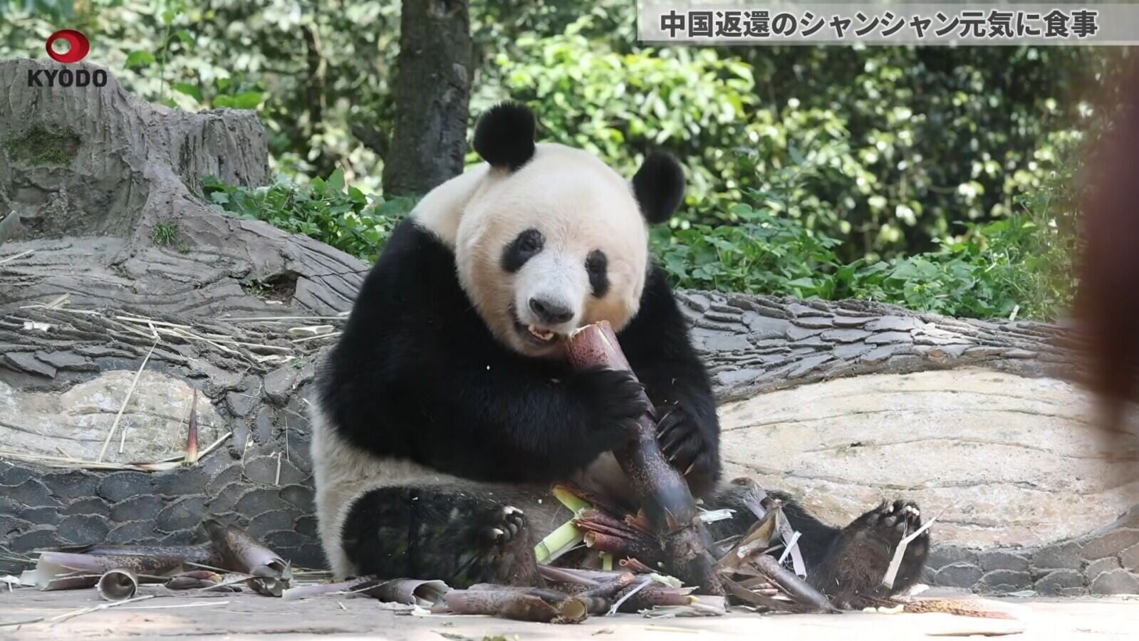 熊貓香香現年9歲(影片截圖)