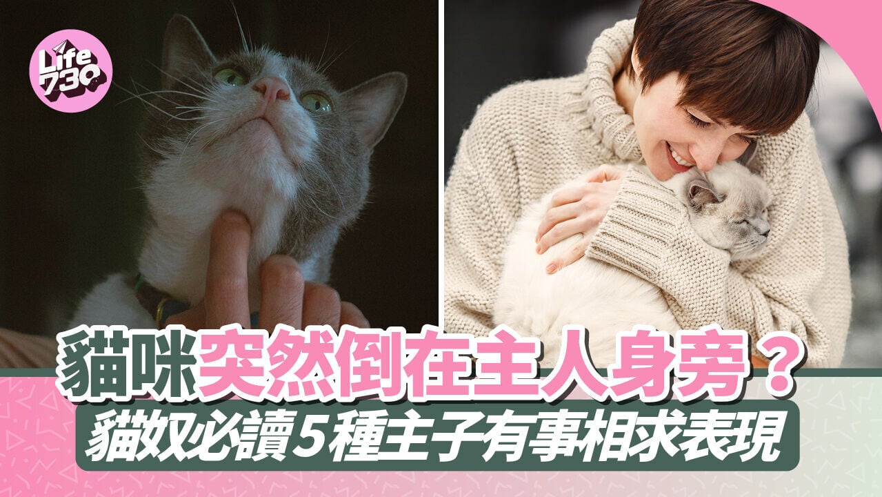 貓咪突然倒在主人身旁？貓奴必讀 5 種主子有事相求表現