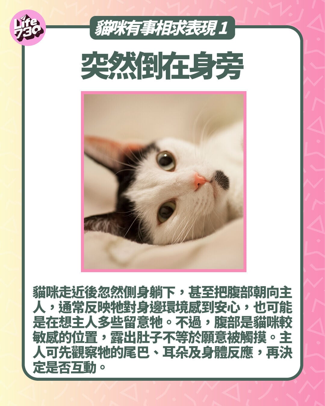 貓咪有事相求表現1. 突然倒在身旁