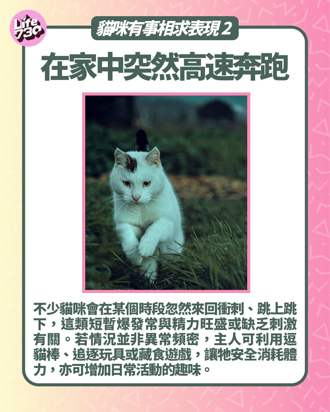 貓咪有事相求表現2. 在家中突然高速奔跑