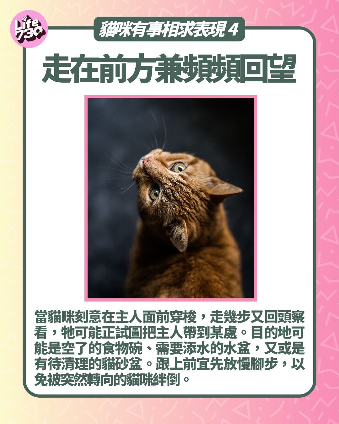貓咪有事相求表現4. 走在前方兼頻頻回望
