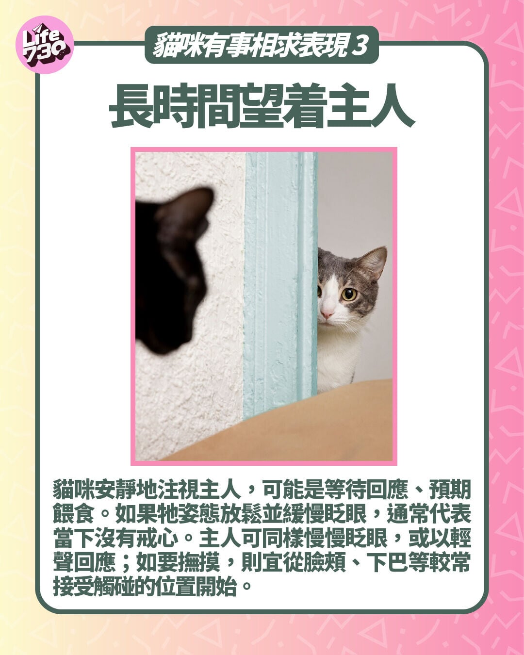 貓咪有事相求表現3. 長時間望着主人