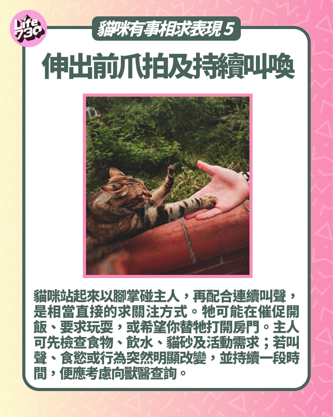 貓咪有事相求表現5. 伸出前爪拍及持續叫喚