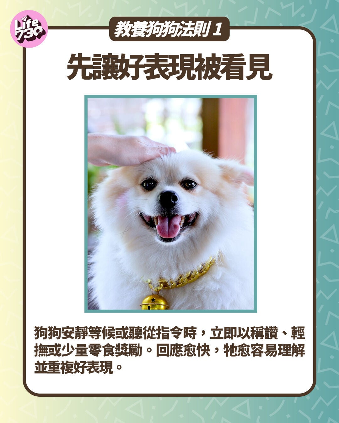 教養狗狗法則1:先讓好表現被看見
