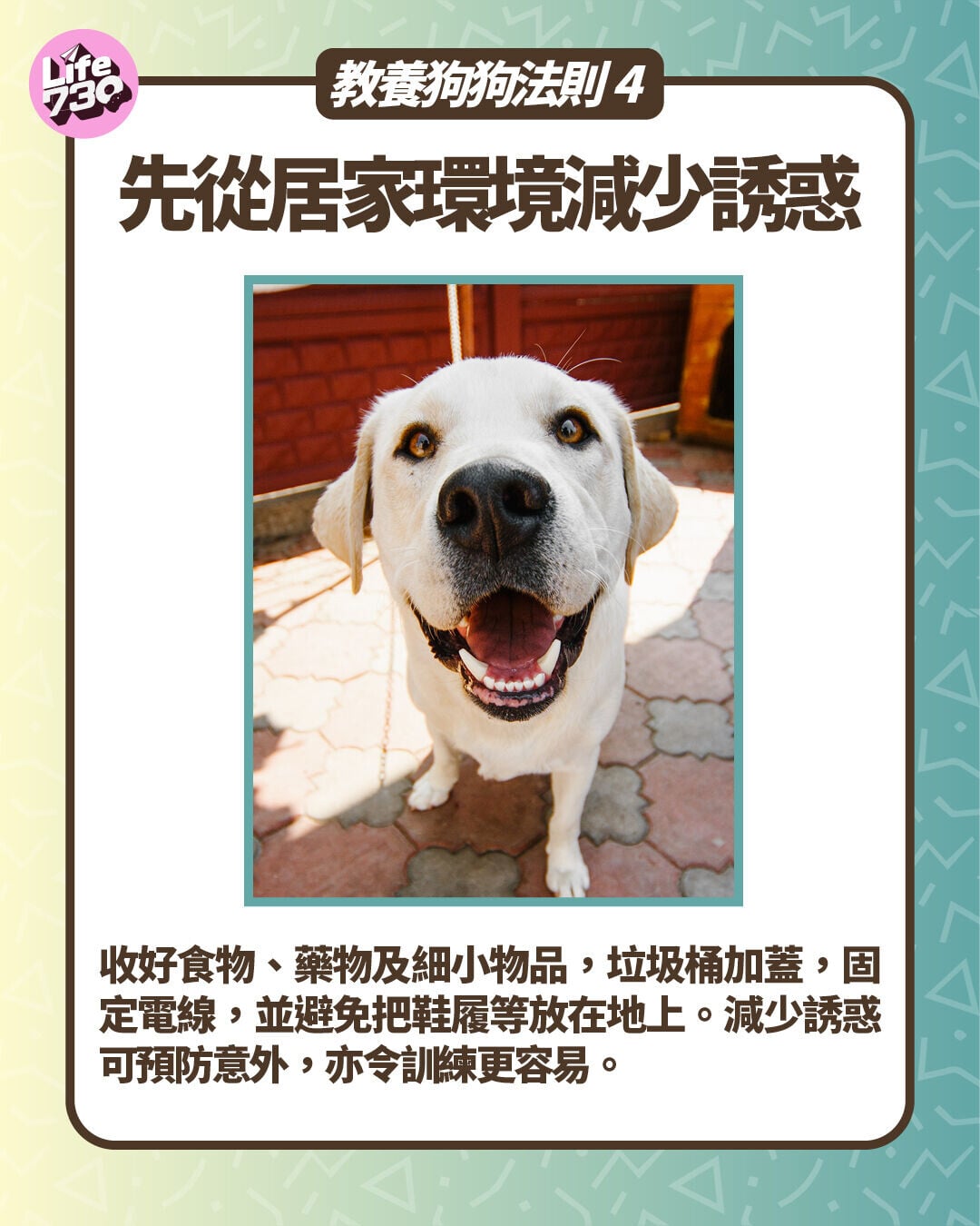 教養狗狗法則4:先從居家環境減少誘惑