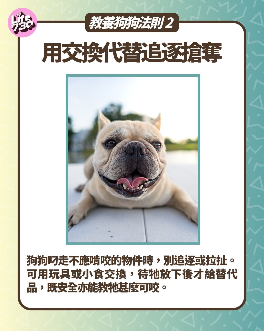 教養狗狗法則2:用交換代替追逐搶奪