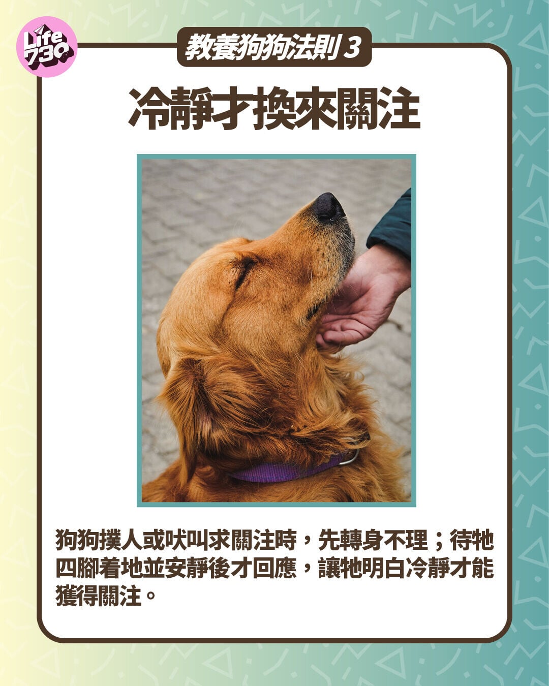 教養狗狗法則3:冷靜才換來關注
