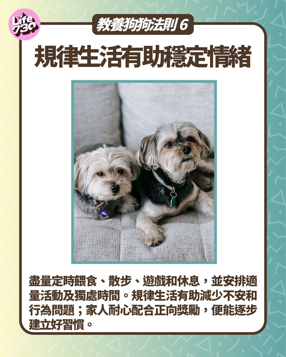 教養狗狗法則6:規律生活有助穩定情緒