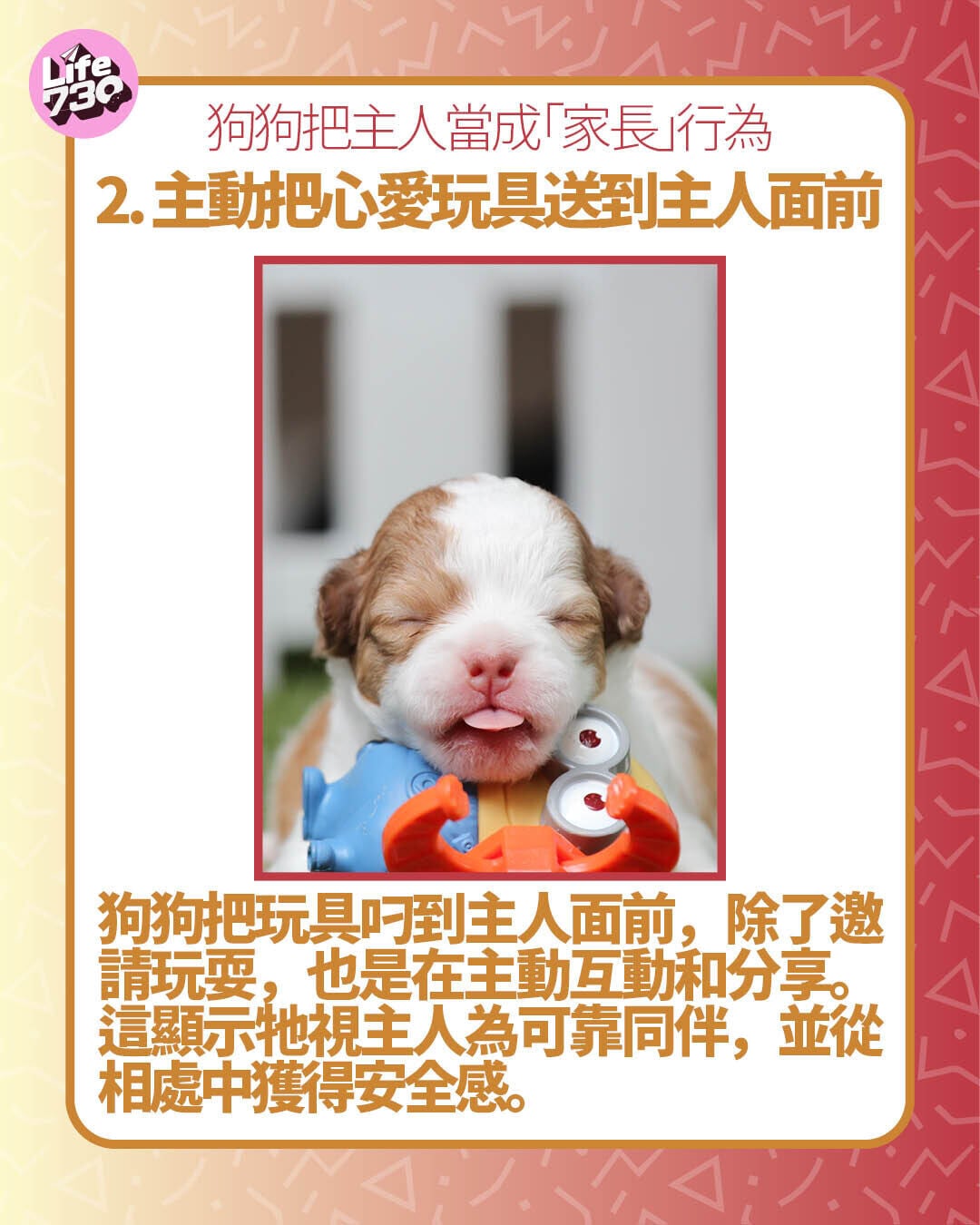 狗狗把主人當成「家長」行為2. 主動把心愛玩具送到主人面前