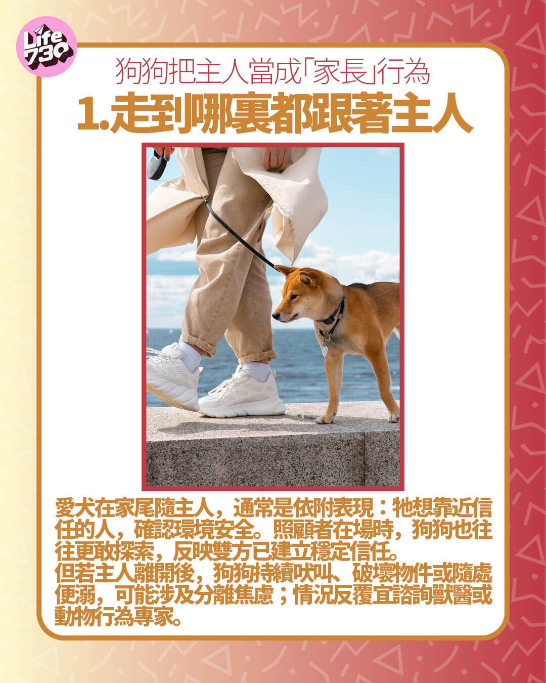 狗狗把主人當成「家長」行為1. 走到哪裏都跟著主人