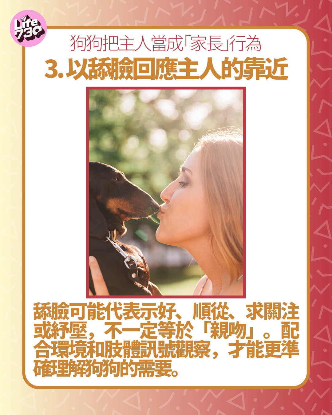 狗狗把主人當成「家長」行為3. 以舔臉回應主人的靠近