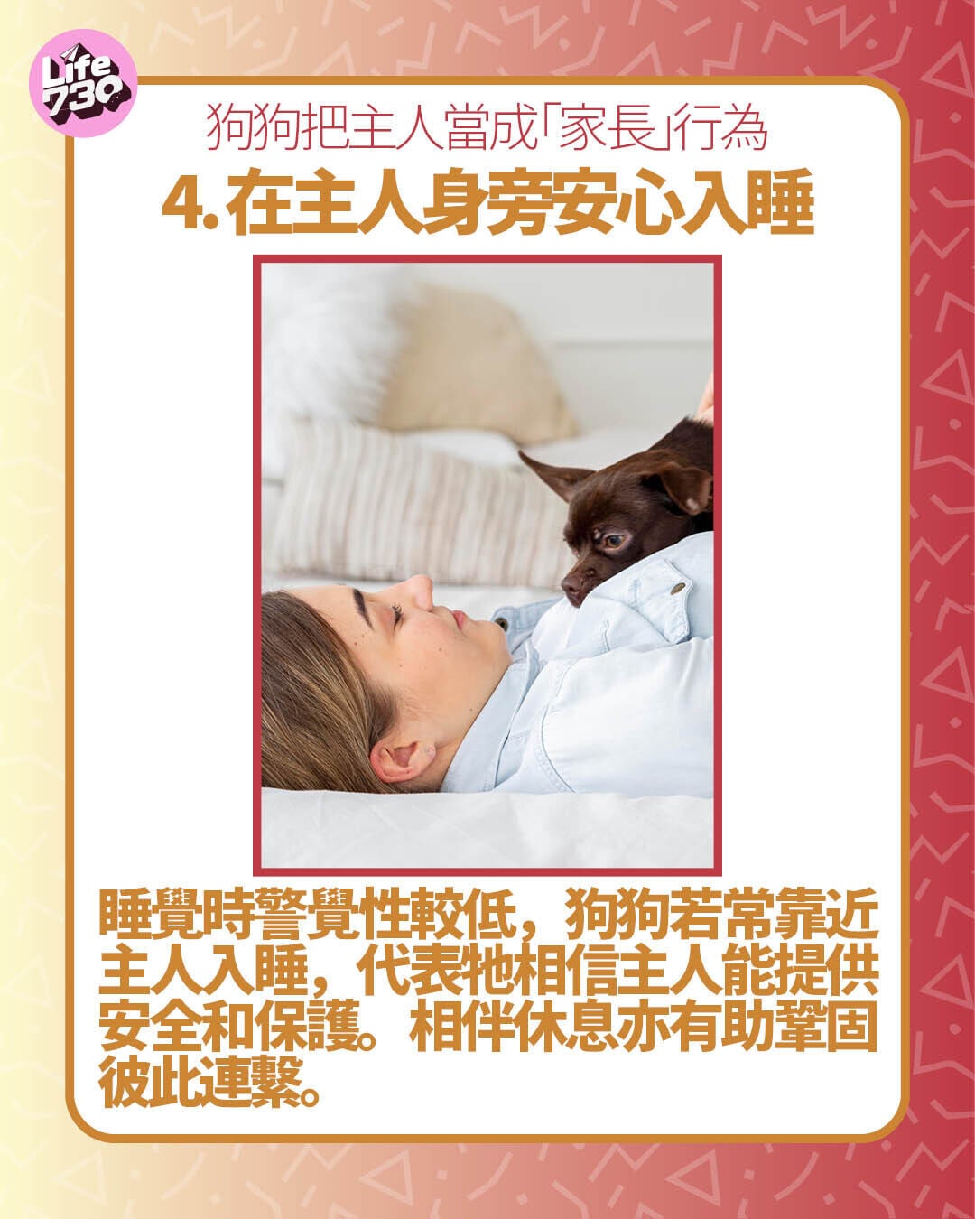 狗狗把主人當成「家長」行為4. 在主人身旁安心入睡