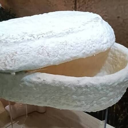 蘑菇棺材由菌絲體與麻纖維混合製成。(X)