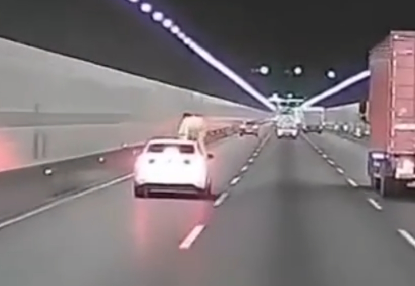 浙江錢江隧道一輛私家車在隧道內行駛期間,副駕駛座一名女子突然爬出車窗,站上車頂後突跳下,鄰線後方一輛大型貨車緊急避讓。(影片截圖)