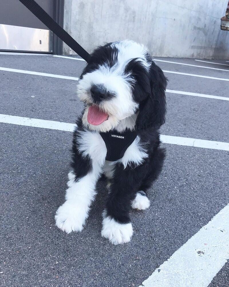年幼的Swayze。(IG)