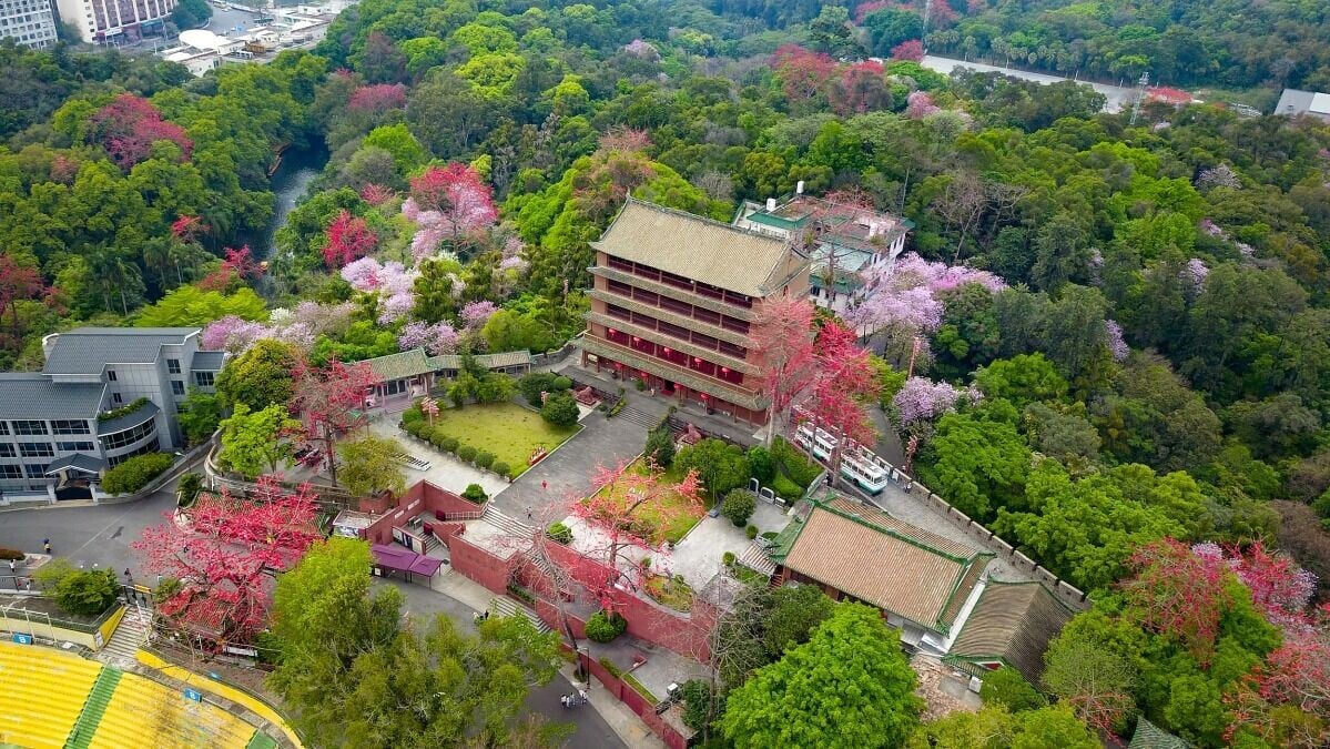 越秀公園鎮海樓始建於1380年,紅牆綠瓦,四周木棉與洋紫荊繁花環繞,吸引不少遊客到來參觀。(圖片來源:視覺中國)