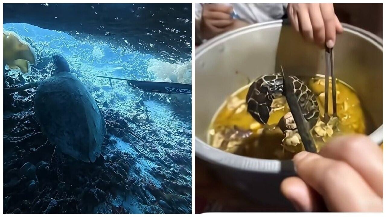中國潛水教練印尼獵殺玳瑁食用，觸怒全網，機場被捕。(微博)