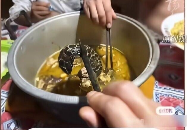 男子將玳瑁烹飪食用,引起很多潛水愛好者的憤慨。(微博)