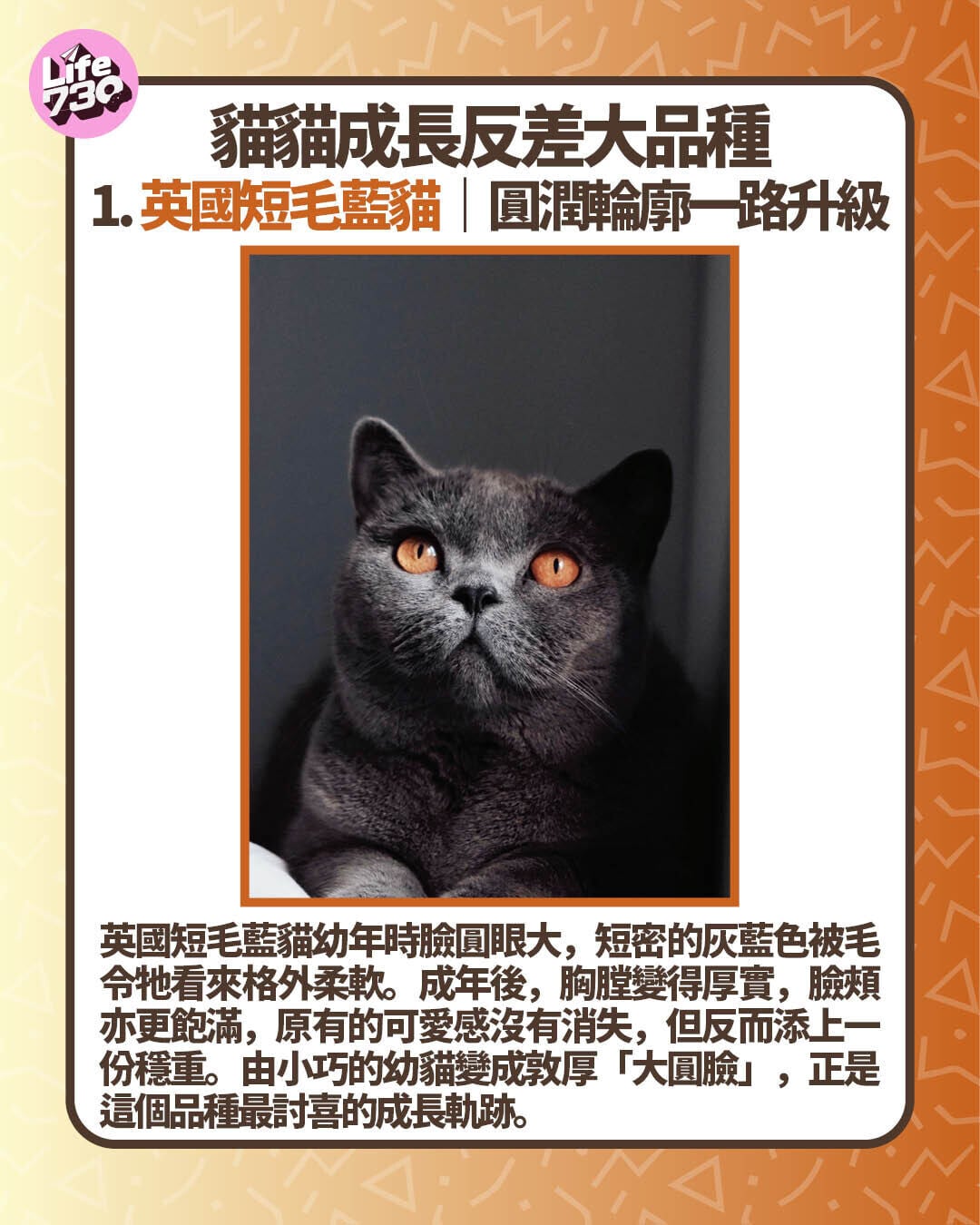 貓貓成長反差大品種1. 英國短毛藍貓