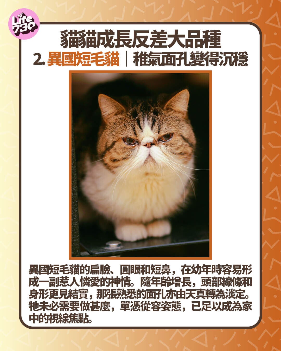 貓貓成長反差大品種2. 異國短毛貓