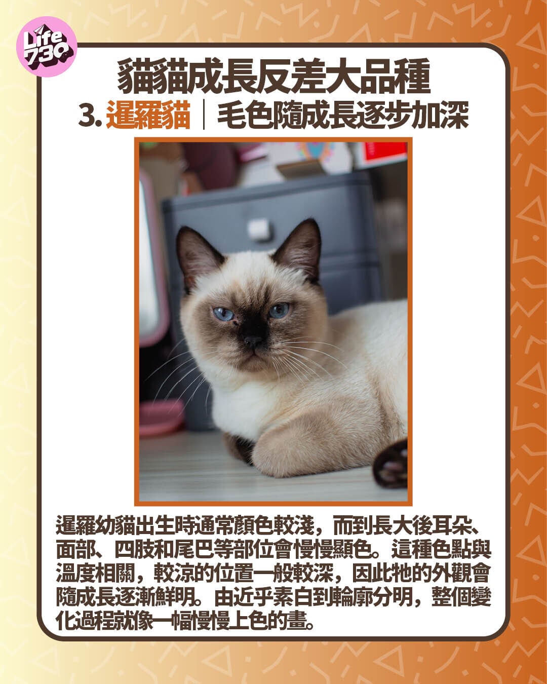 貓貓成長反差大品種3. 暹羅貓