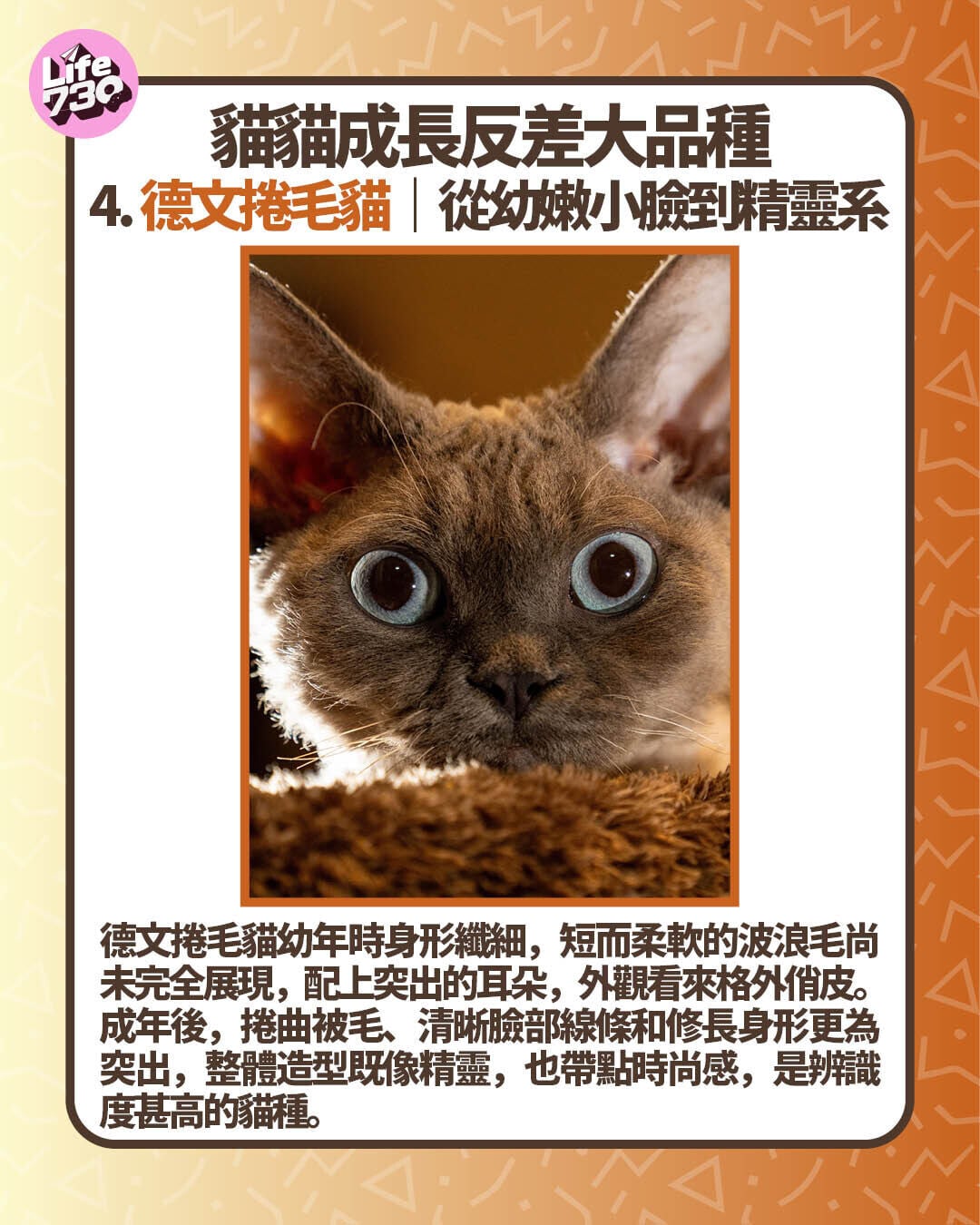 貓貓成長反差大品種4. 德文捲毛貓