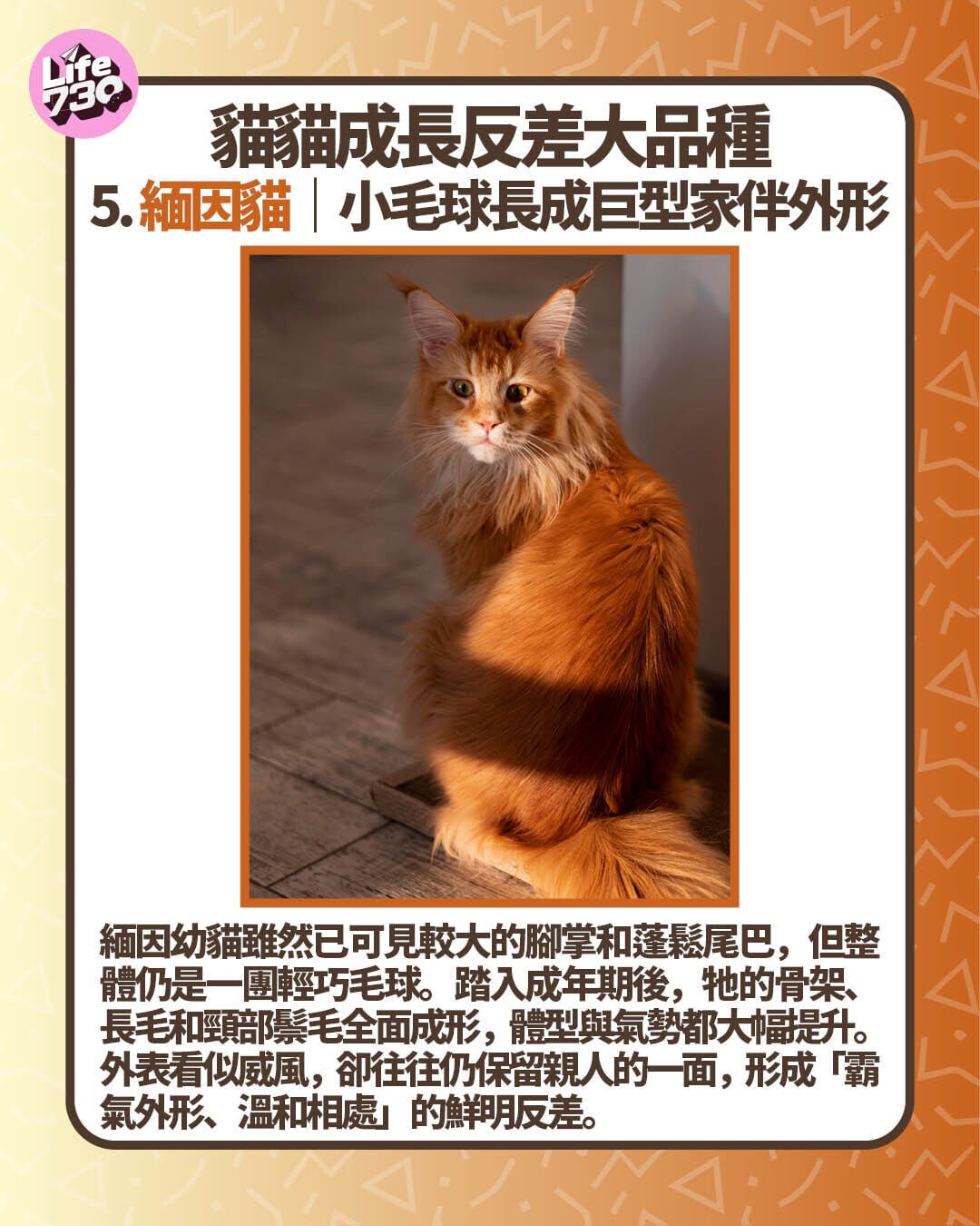 貓貓成長反差大品種5. 緬因貓