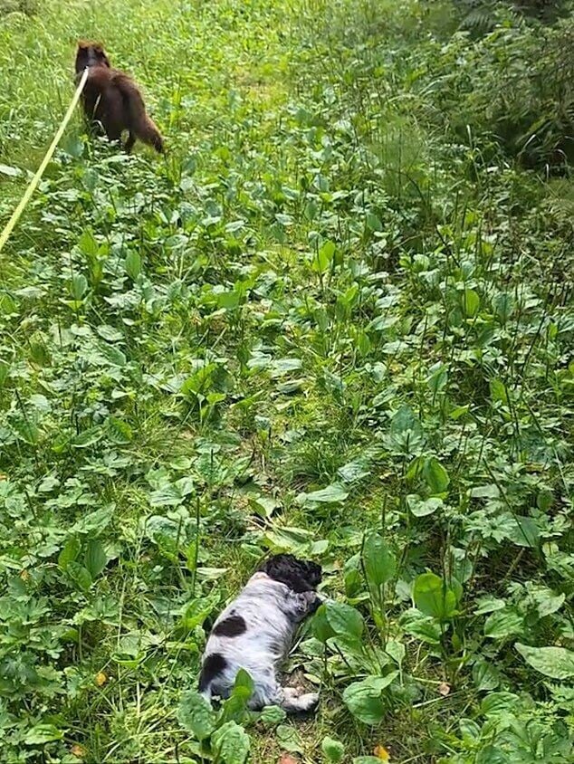 狗狗奔跑瞬間趴地睡著 患罕見神經疾病興奮便病發(有片)