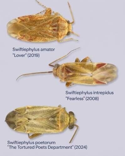 另外3個物種命名。其中,「S. amator」代表專輯《Lover》;「S. intrepidus」代表《Fearless》;而「S. poetorum」則是向專輯《The Tortured Poets Department》致敬。(X)