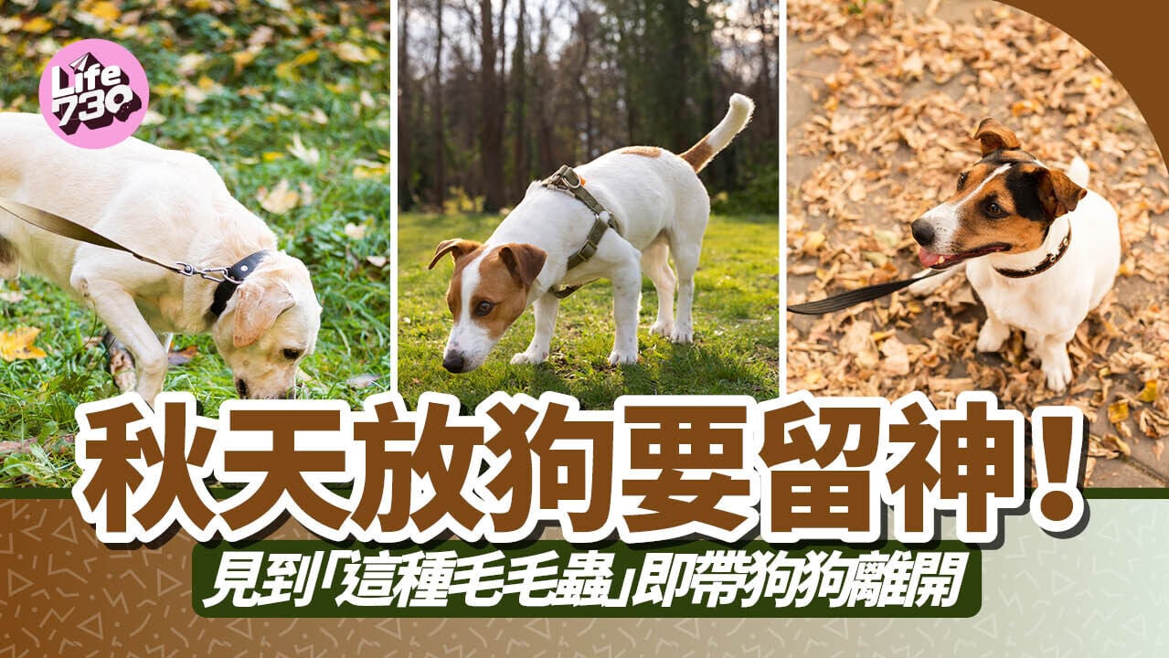秋天放狗要留神！見到「這種毛毛蟲」即帶狗狗離開
