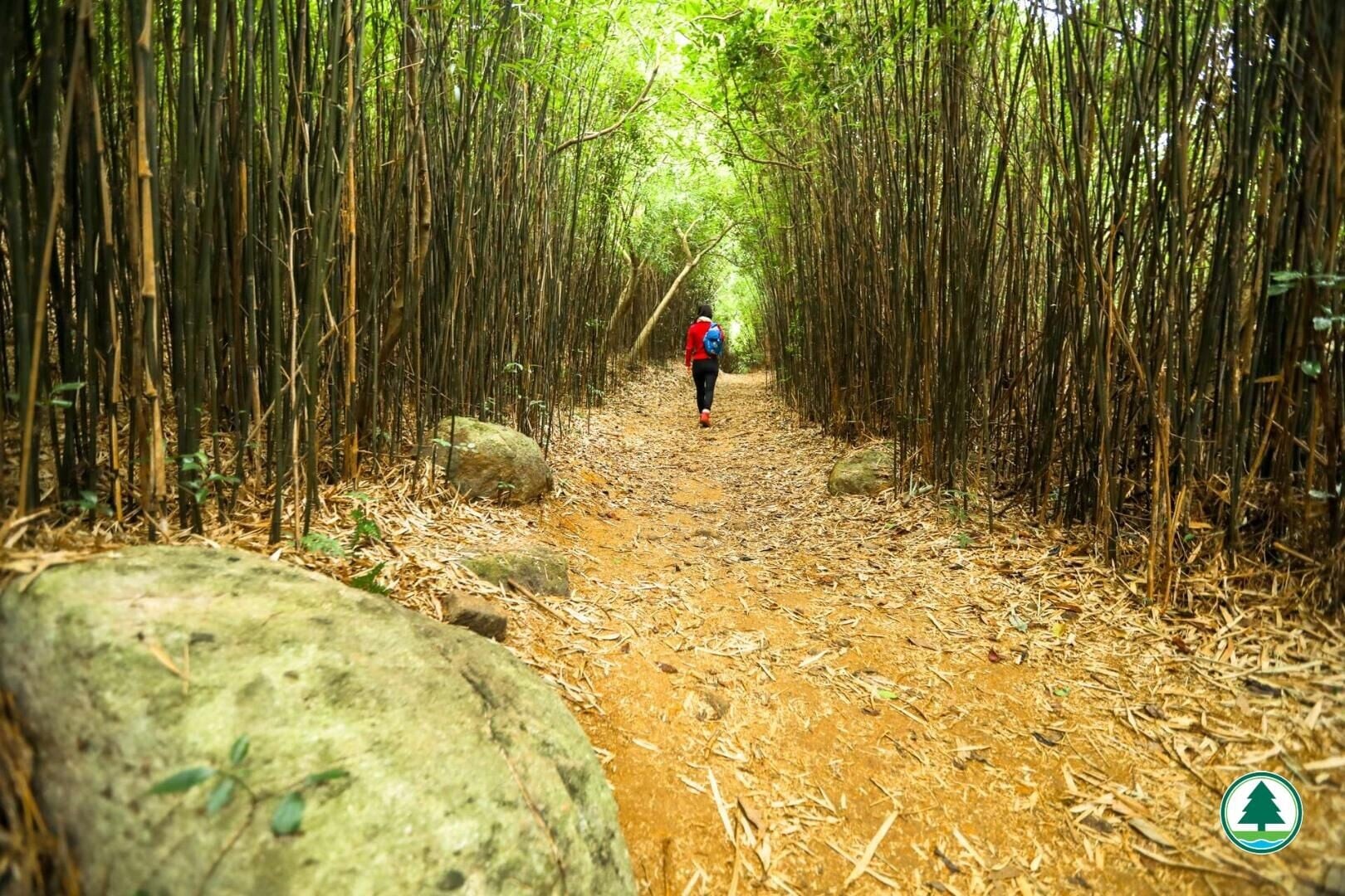 河背水塘另一打卡位是竹林(漁護署)