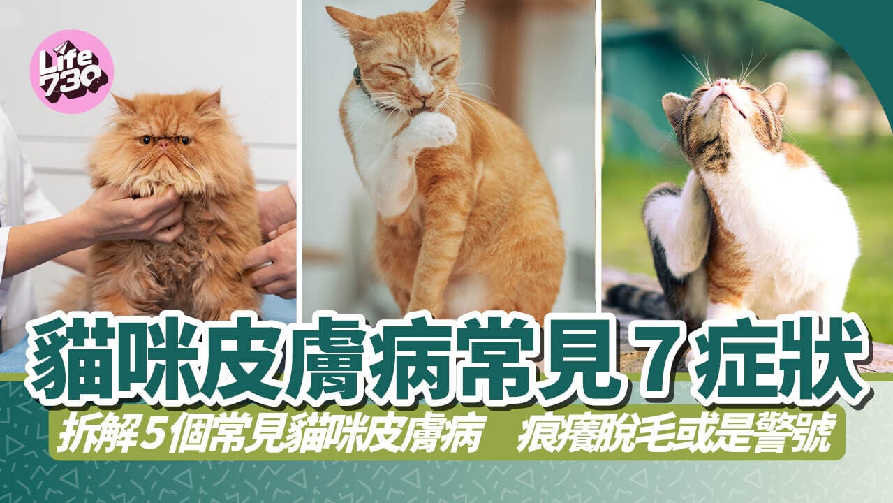 貓咪皮膚病常見症狀