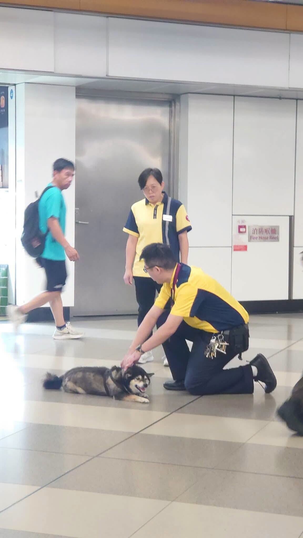 社交平台有網民發帖,稱發現一隻柴犬進入港鐵天水圍站。柴犬躺下休息,及後讓港鐵職員摸頭(網上圖片)