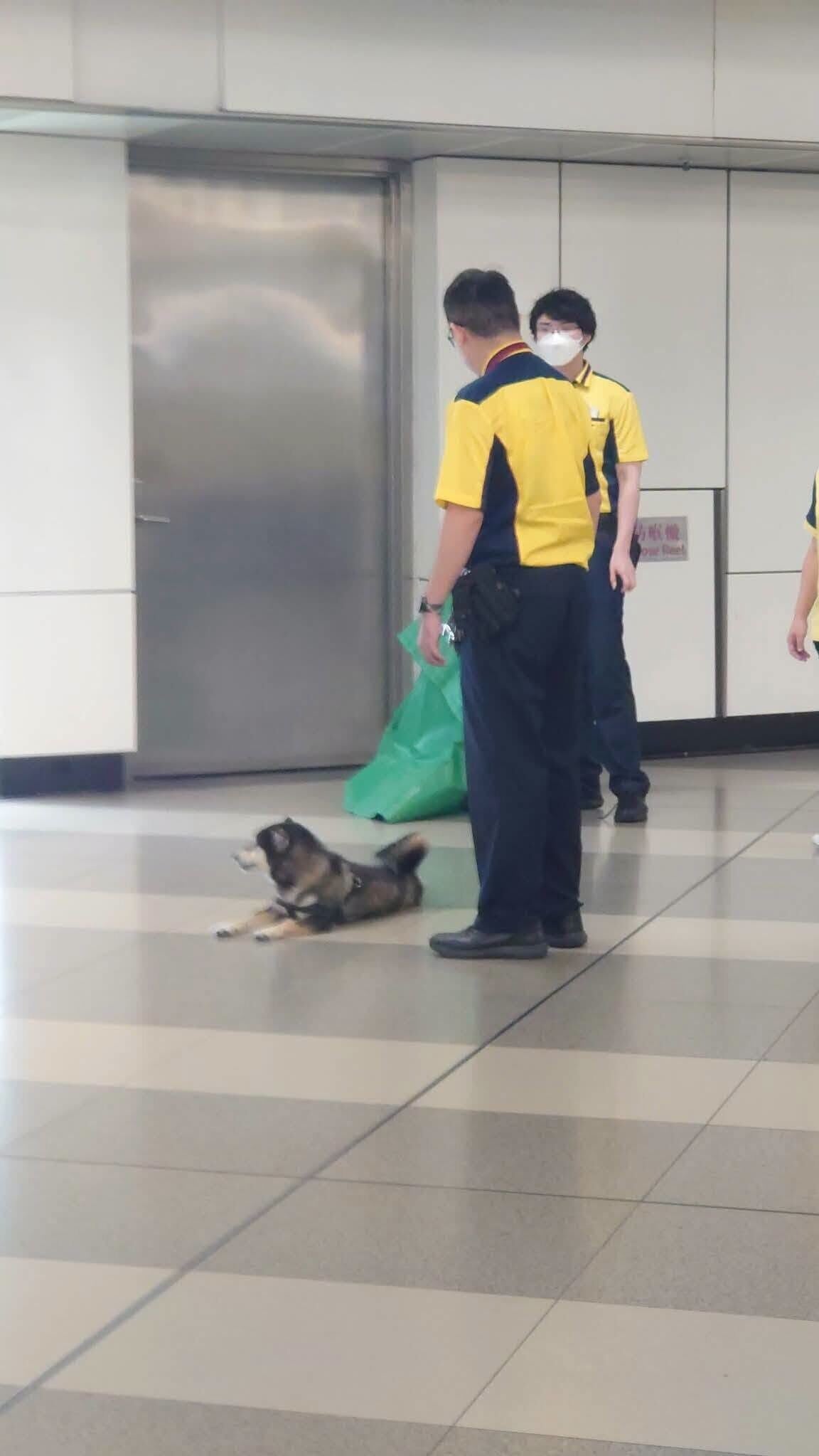 社交平台有網民發帖,稱發現一隻柴犬進入港鐵天水圍站。柴犬躺下休息,及後讓港鐵職員摸頭(網上圖片)