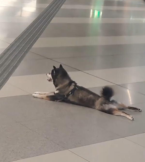 社交平台有網民發帖,稱發現一隻柴犬進入港鐵天水圍站。柴犬躺下休息。(Threads)