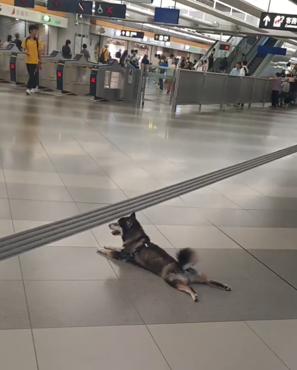 社交平台有網民發帖,稱發現一隻柴犬進入港鐵天水圍站。柴犬躺下休息。(Threads)