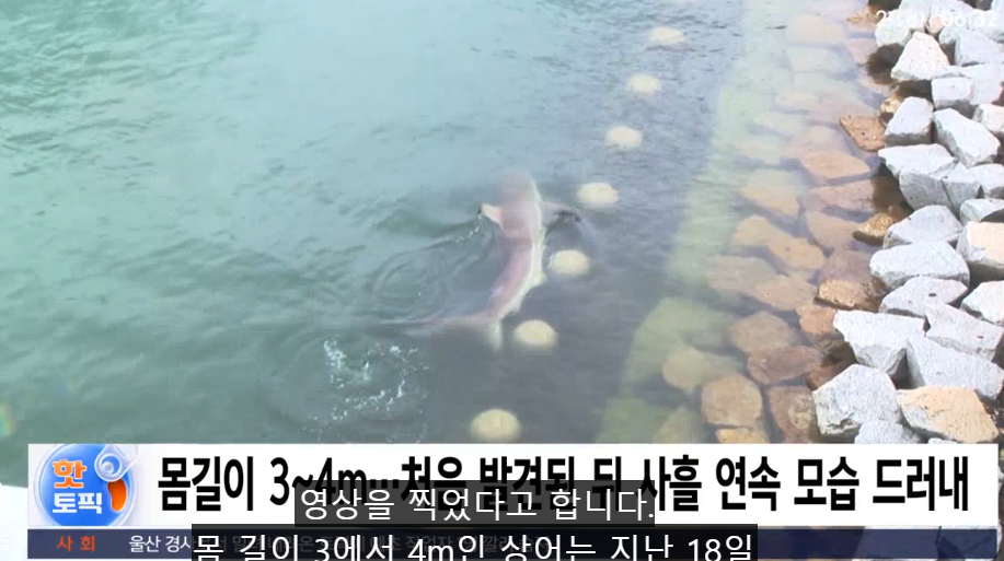 南韓釜山河道突現3至4米長鯊魚 連續4天出沒遊客蜂擁而至 帶旺周邊生意相關股價上揚