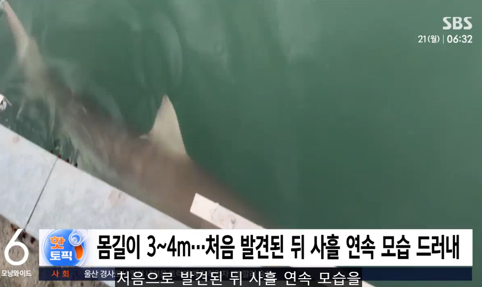 南韓釜山河道突現3至4米長鯊魚 連續4天出沒遊客蜂擁而至 帶旺周邊生意相關股價上揚