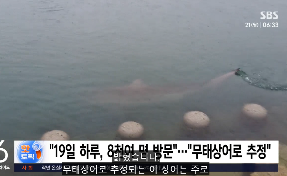 南韓釜山河道突現3至4米長鯊魚 連續4天出沒遊客蜂擁而至 帶旺周邊生意相關股價上揚