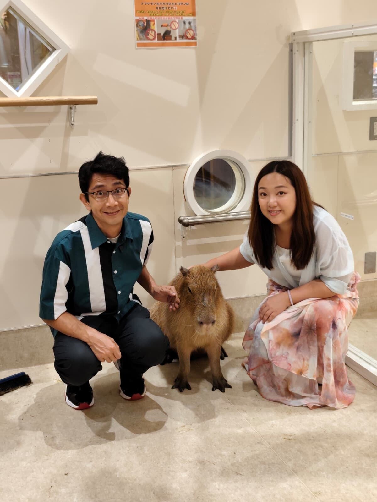 兩位臥底到到商場室內動物園尋找可愛名物水豚君