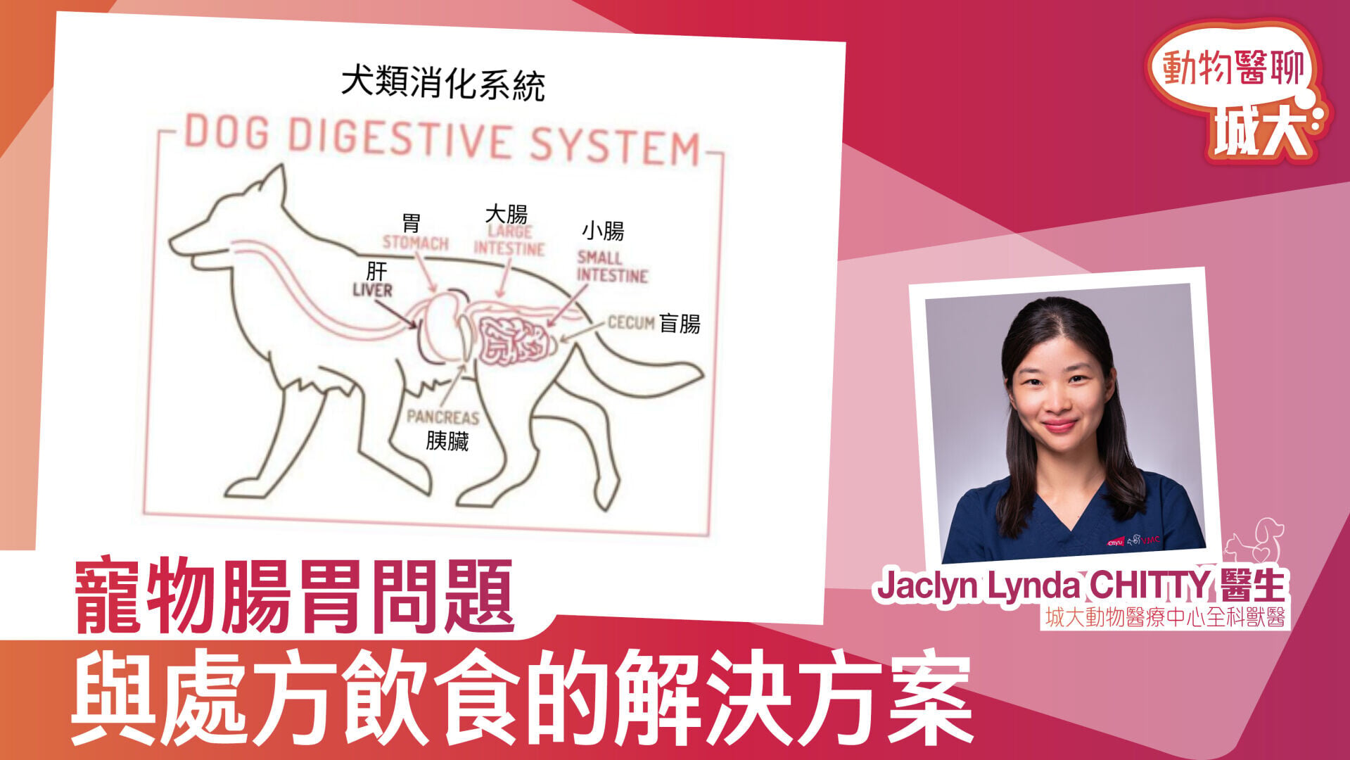 寵物腸胃問題與處方飲食的解決方案