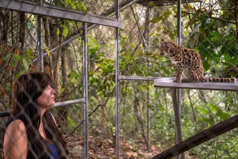 國家地理探險家、生物學家Paola Nogales-Ascarrunz與Leopardus tilcayo。(X)