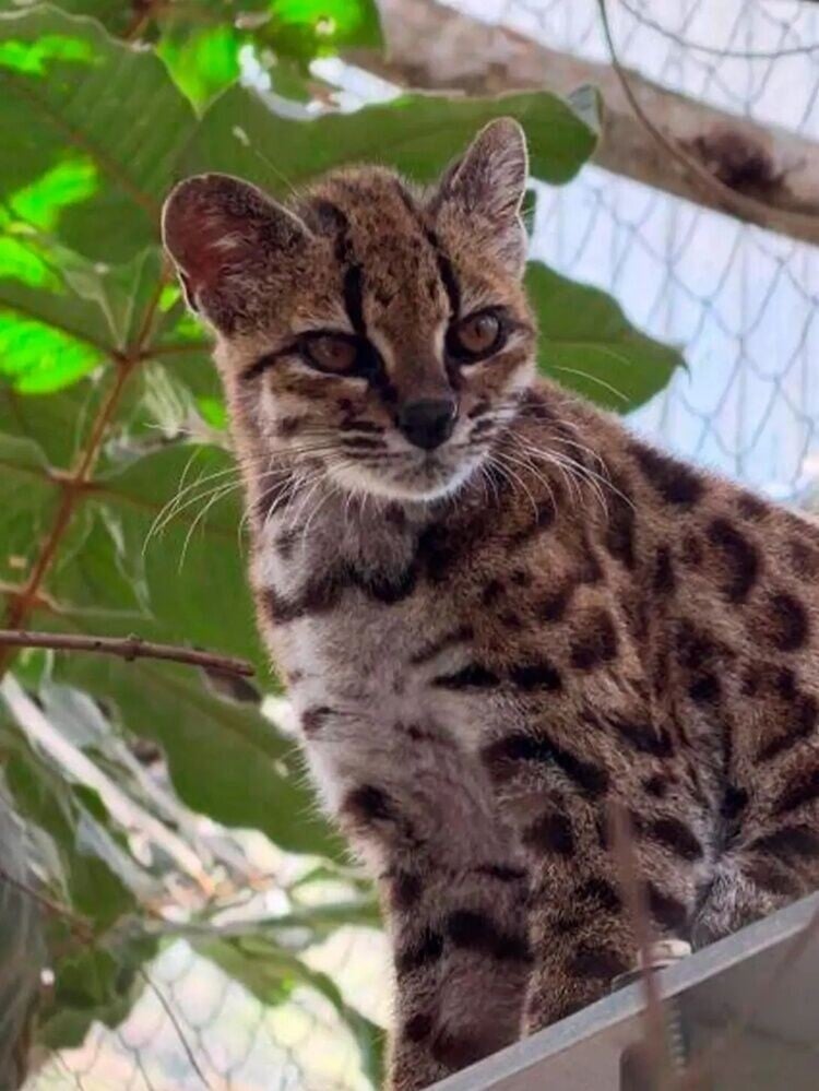 Leopardus tilcayo有著圓短耳、長鬍鬚和略顯皺巴巴的臉蛋。(X)
