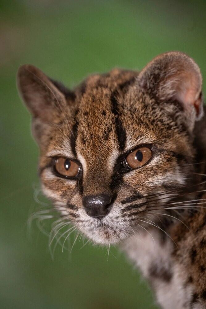 Leopardus tilcayo觀察與DNA揭與虎貓存在明顯差異。(X)